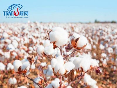 OCS认证 2025 年最新变化_标准升级_应对策略及案例 - 有机纤维认证指南