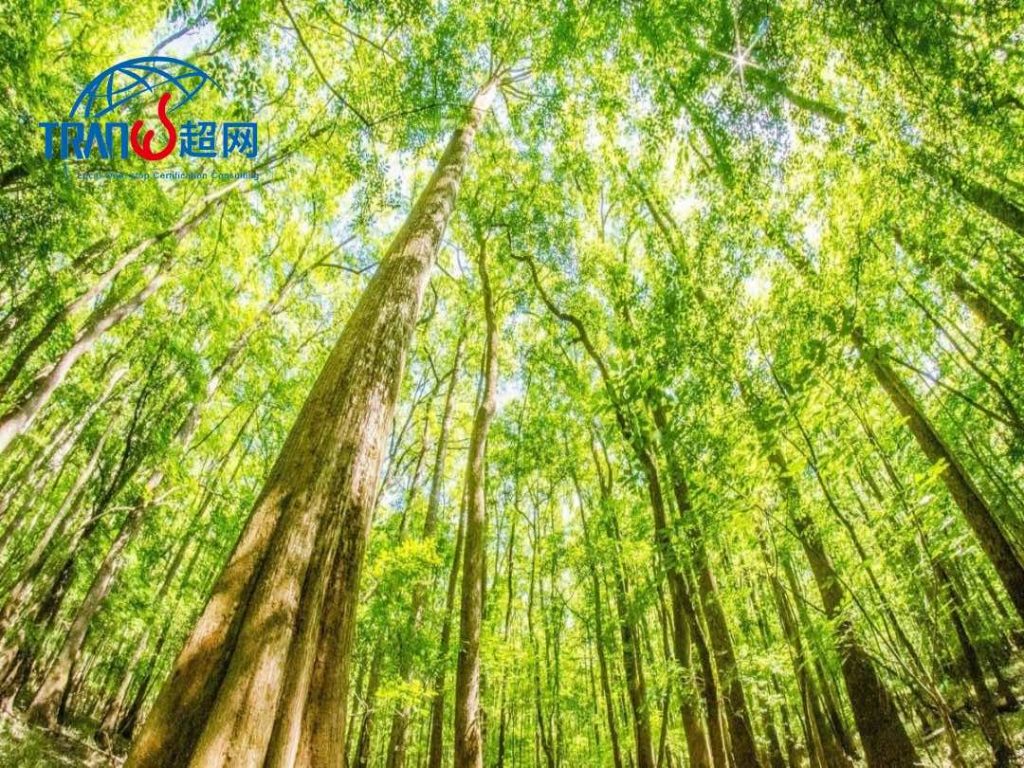 泰国FSC认证：可持续林业发展的关键路径与行业实践