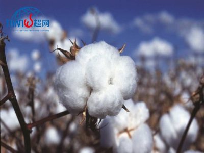 COTTON USA美棉认证：标准、流程与纺织企业市场竞争力解析