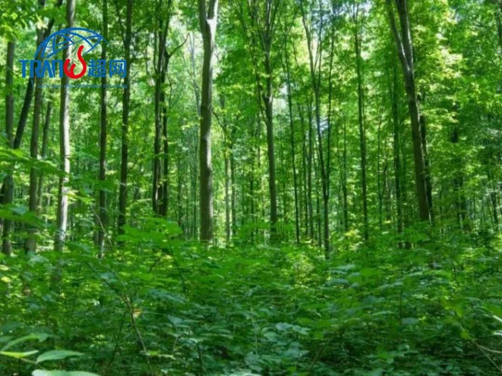 EUDR零毁林法案认证|2024合规指南|供应链尽职调查|欧盟市场准入