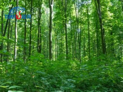 EUDR零毁林法案认证|2024合规指南|供应链尽职调查|欧盟市场准入