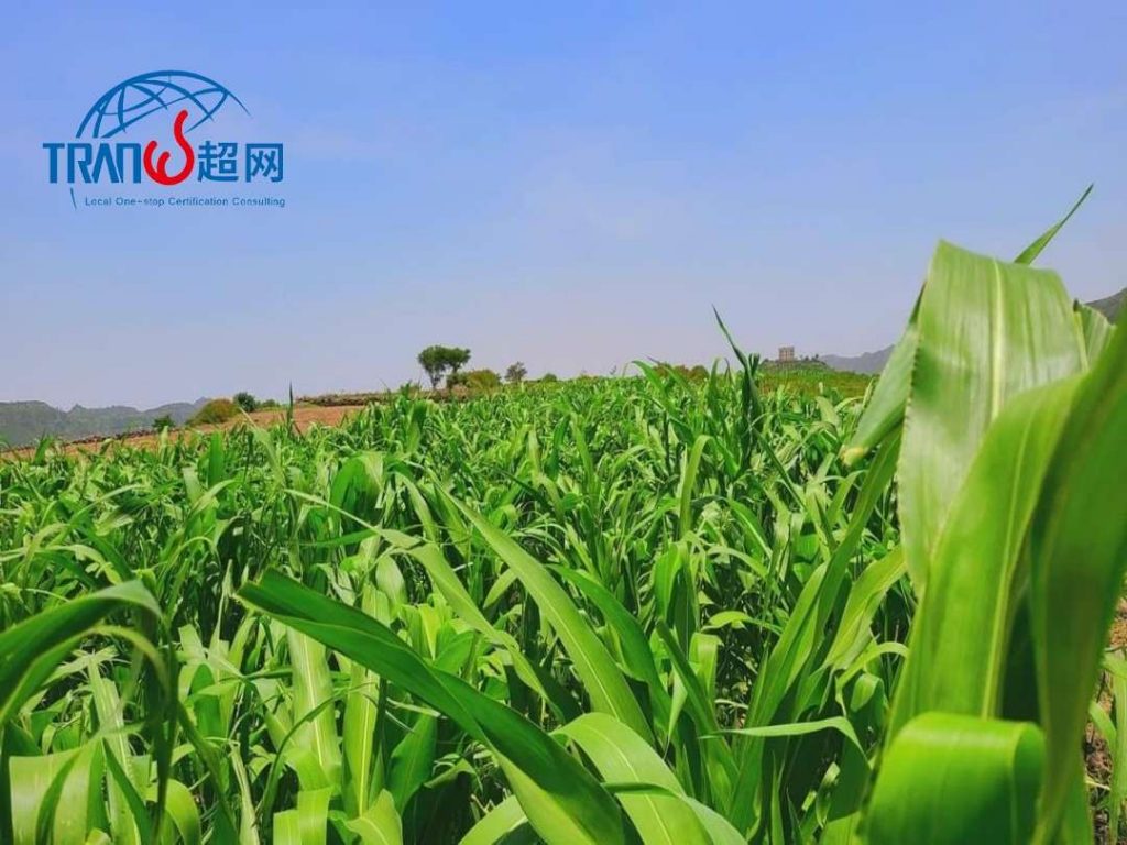 碳足迹认证：企业绿色转型指南|流程、标准与价值解析