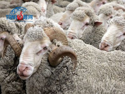 RWS认证审核内容-RWS认证核心要点与审核指南
