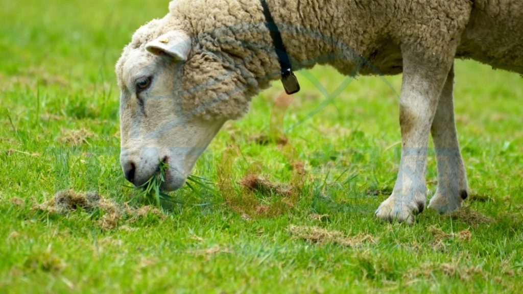 2025RWS认证咨询成功案例：浙江XL羊绒有限公司