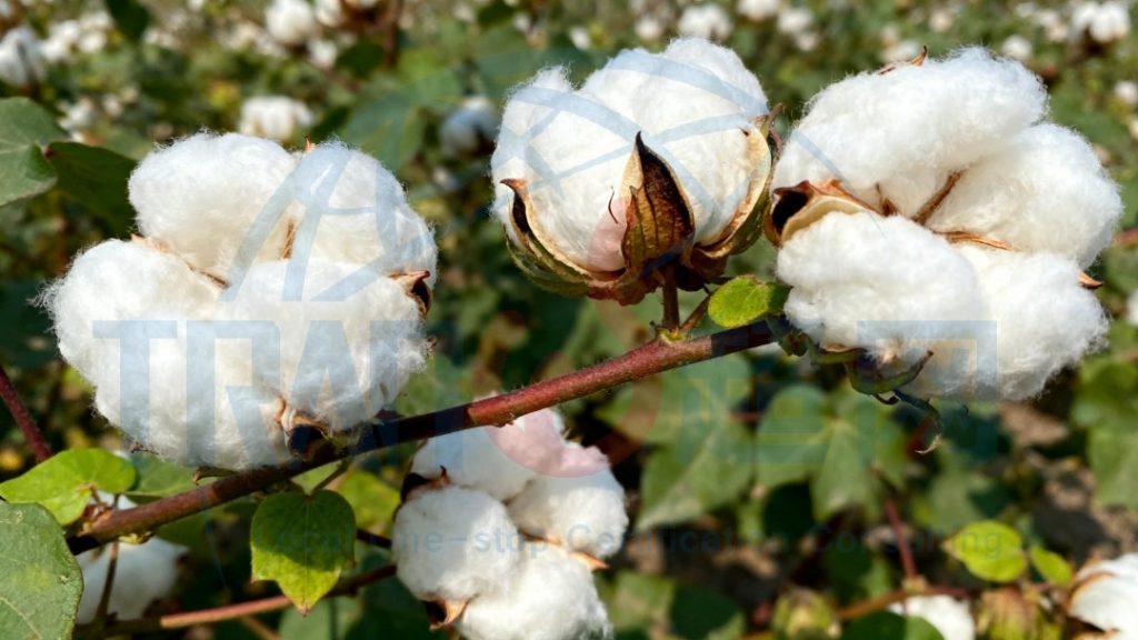 2025年BCI认证行业排位，超网咨询实力领先