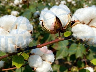 2025年BCI认证行业排位，超网咨询实力领先