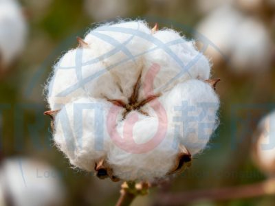 2026泰国BCI认证排行榜上海超网在列：破解农业供应链合规新挑战
