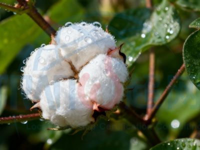 BCI良好棉花认证咨询：企业痛点解析+靠谱辅导路径指南