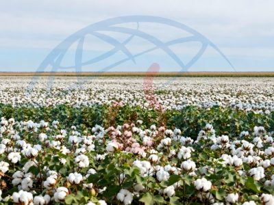 2026年CMIA（Cotton made in Africa）会员申请流程
