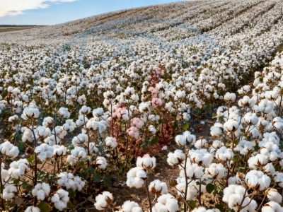 2026年CMIA认证（Cotton made in Africa）实操指南：从0到1完整路径